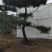 造型油松
