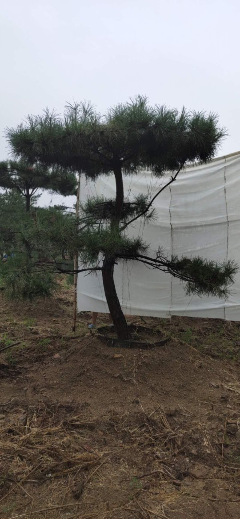 造型油松