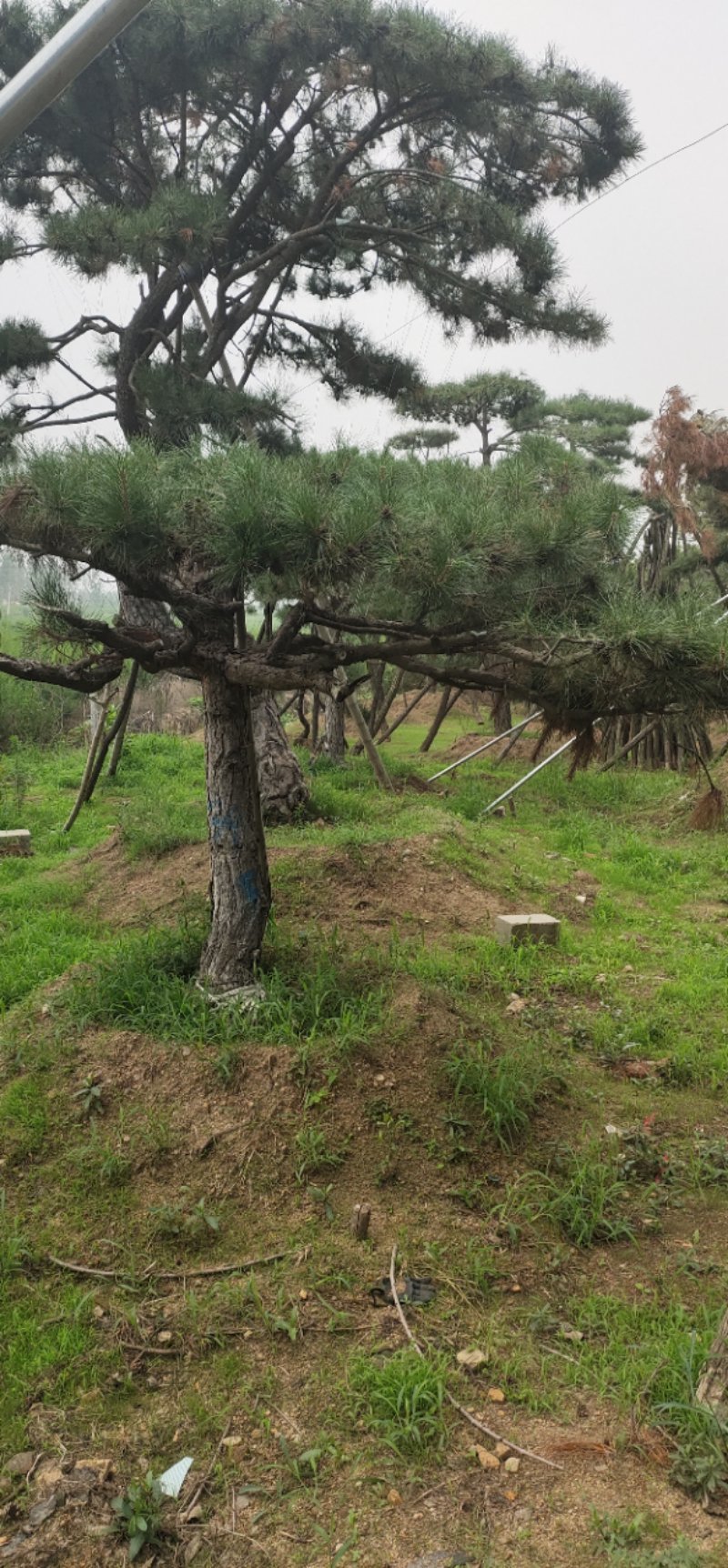 造型油松