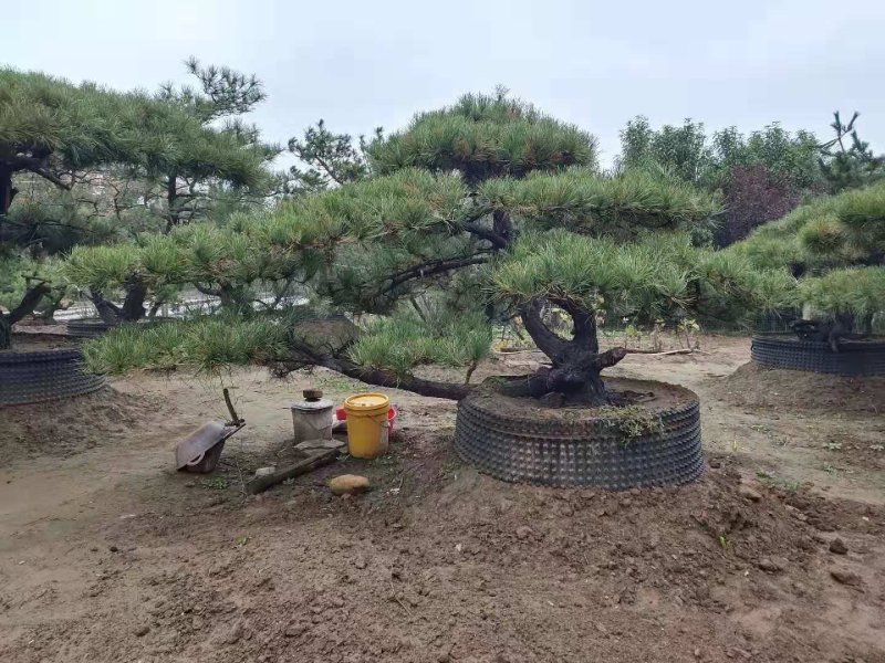 造型油松