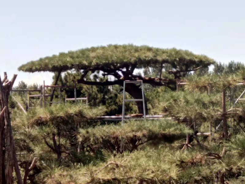 造型油松