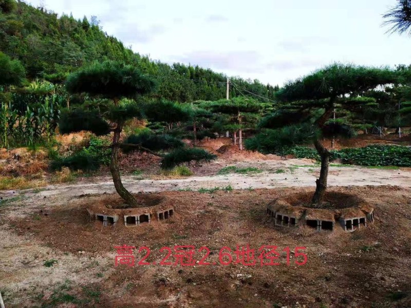造型油松
