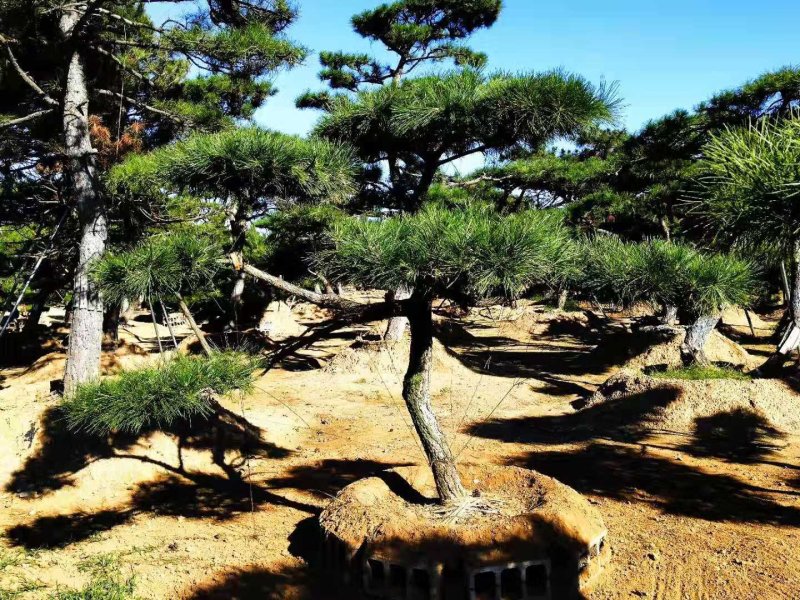 造型油松