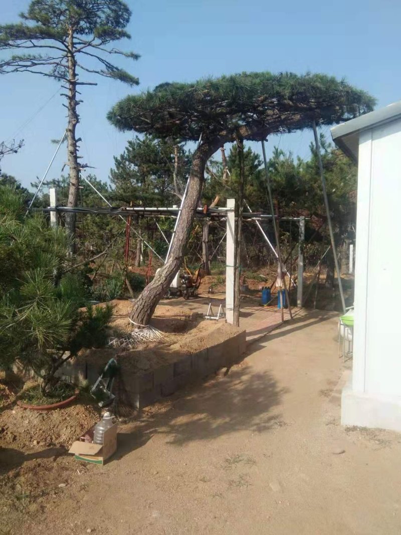 造型油松