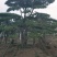 造型油松