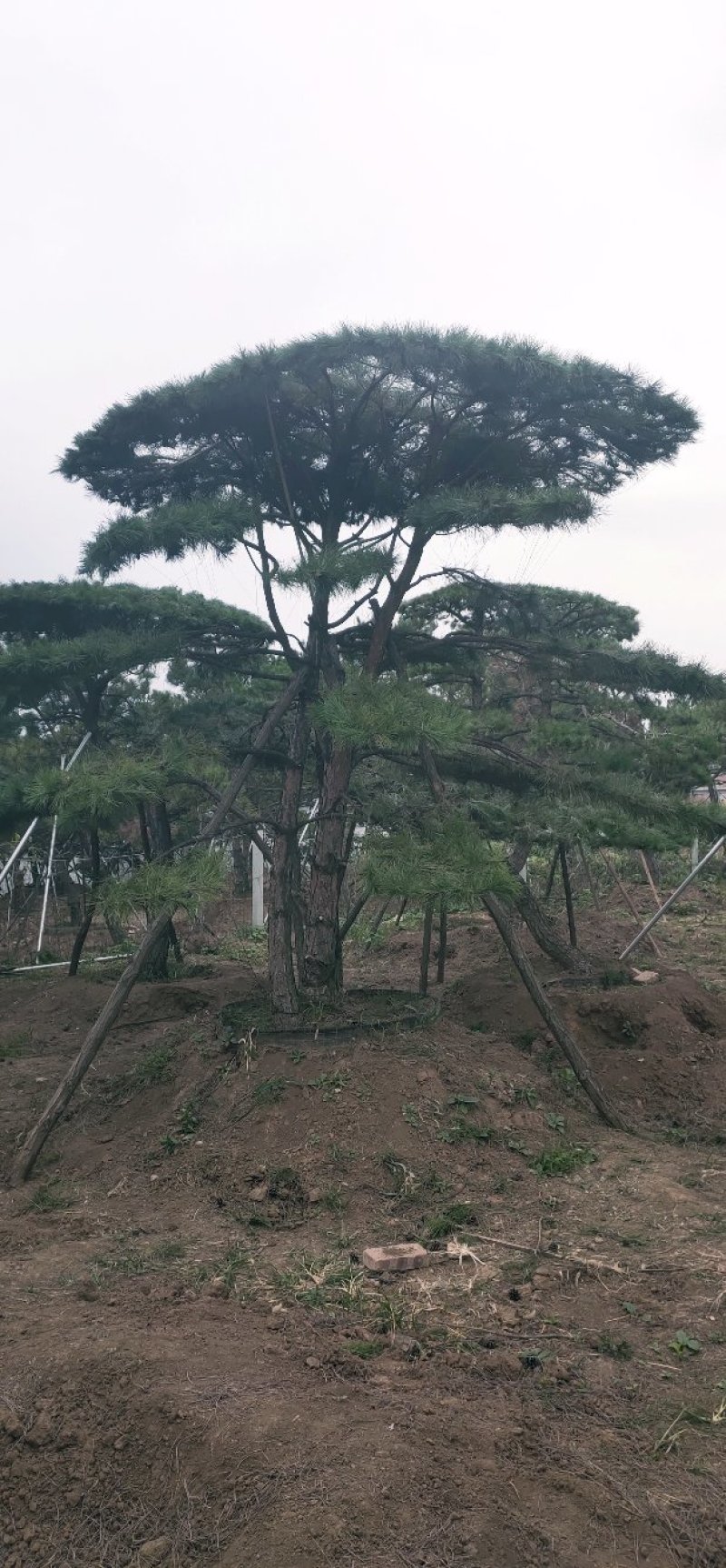 造型油松