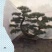 造型油松