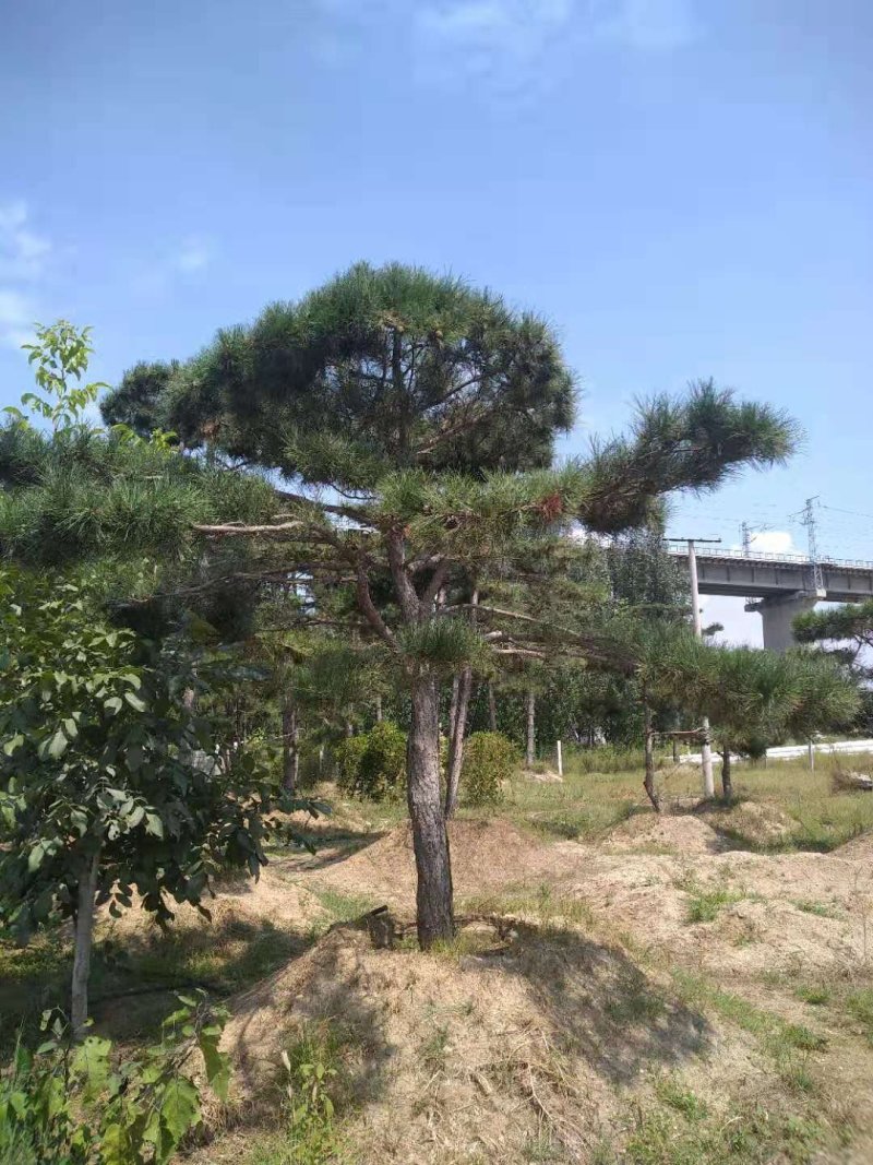 造型油松