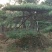 造型油松