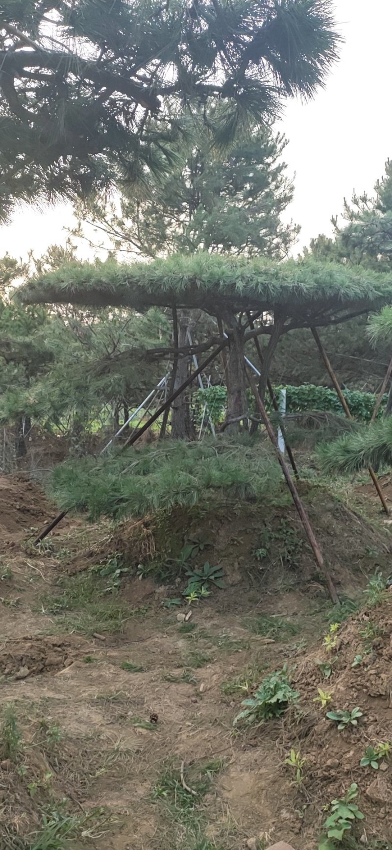 造型油松