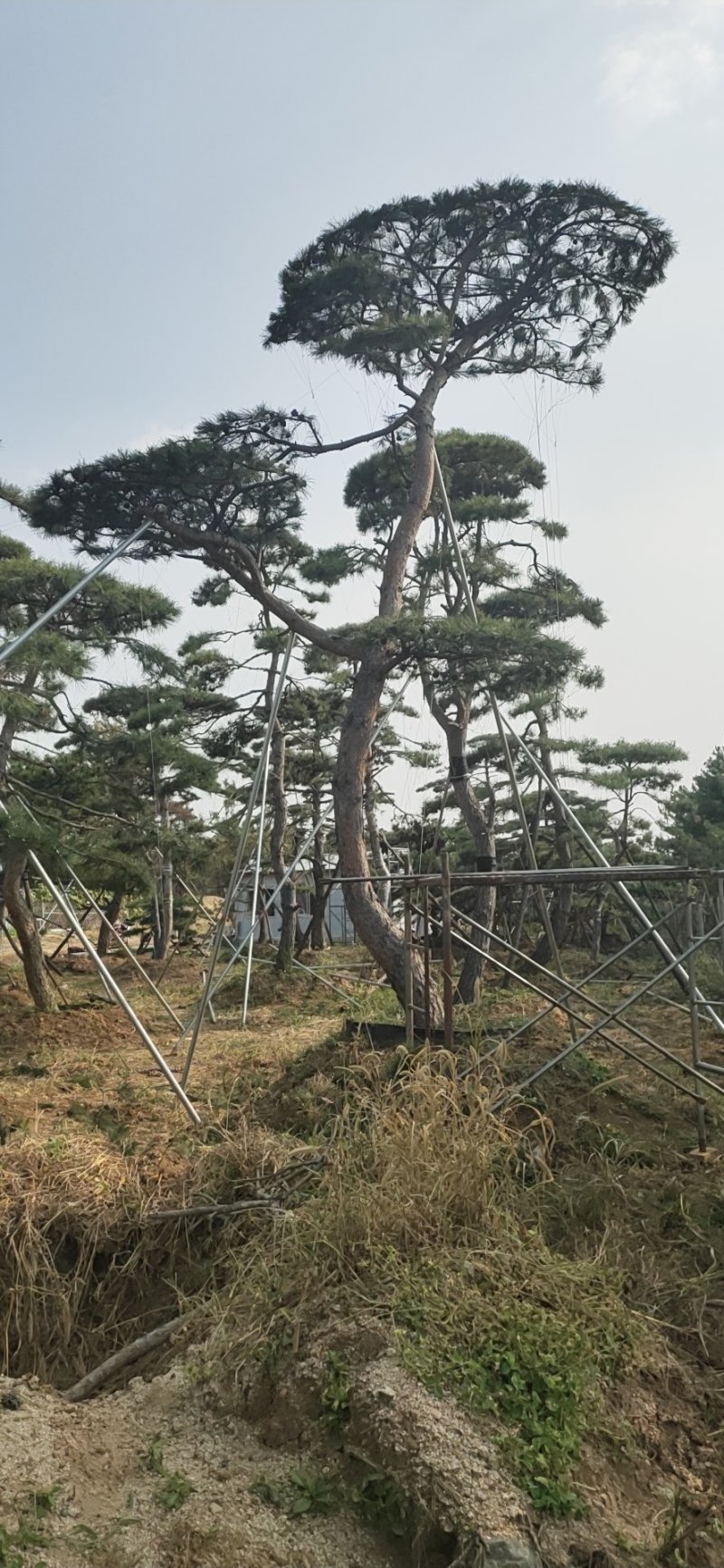 造型油松