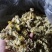 【菊花】精品胎菊花茶清热去火产地直销欢迎采购