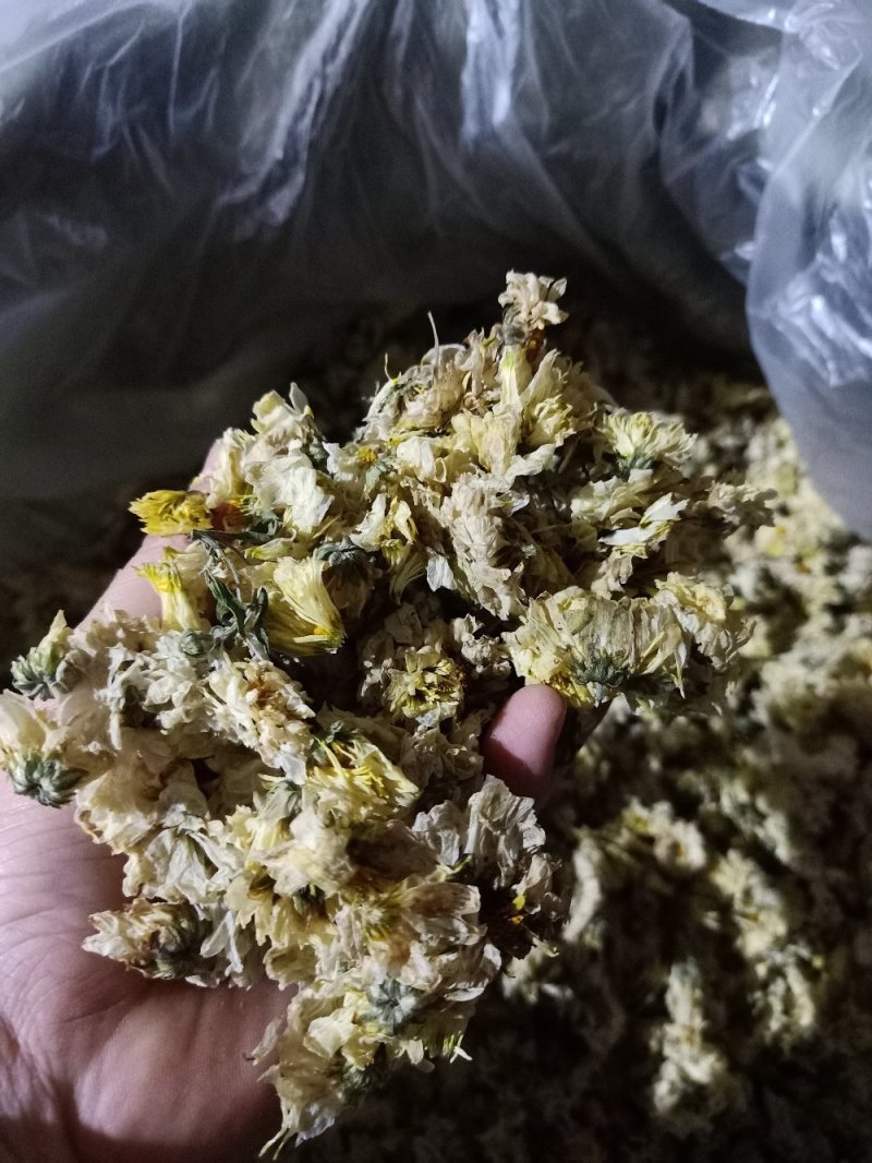 【菊花】精品胎菊花茶清热去火产地直销欢迎采购