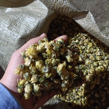 【菊花】精品胎菊花茶清热去火产地直销欢迎采购