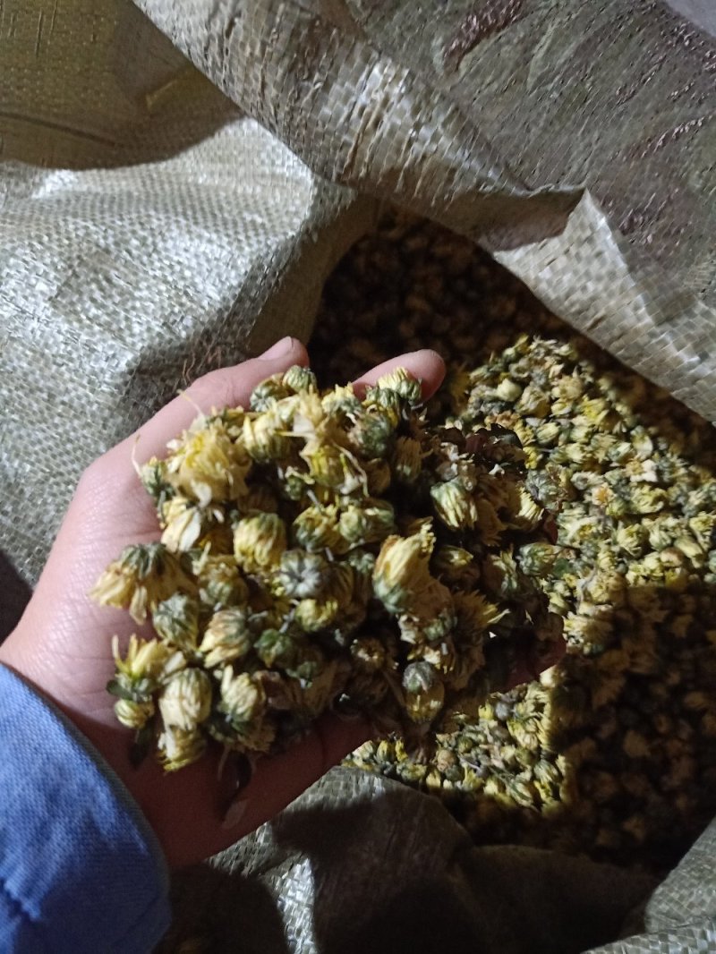 【菊花】精品胎菊花茶清热去火产地直销欢迎采购