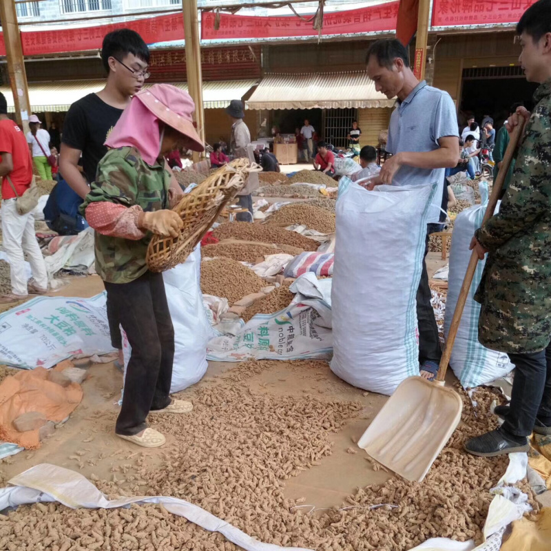 正宗云南文山三七（田七）产地直销批发价出售量大从优