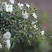 木香花苗白黄甜蜜木香重瓣带花四季爬藤植物阳台庭院浓香花卉