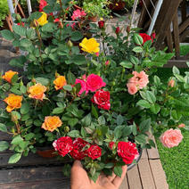 【聚便宜】香水玫瑰玫瑰花苗盆栽月季月季花苗大花月季