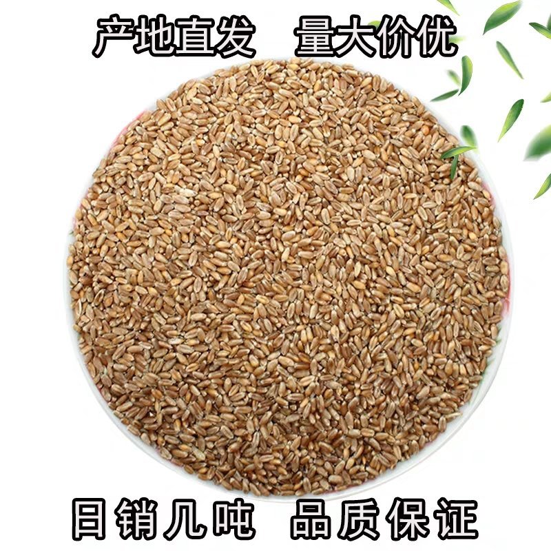 大量小麦出售玉米小麦