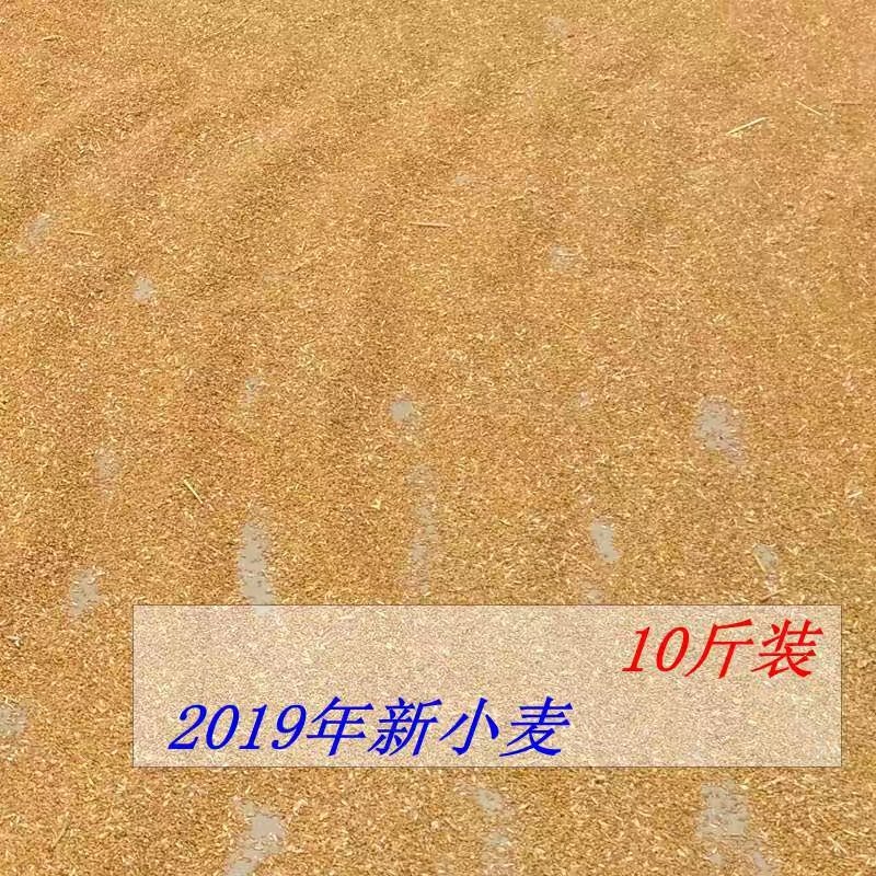 大量小麦出售玉米小麦