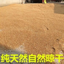 大量小麦出售玉米小麦