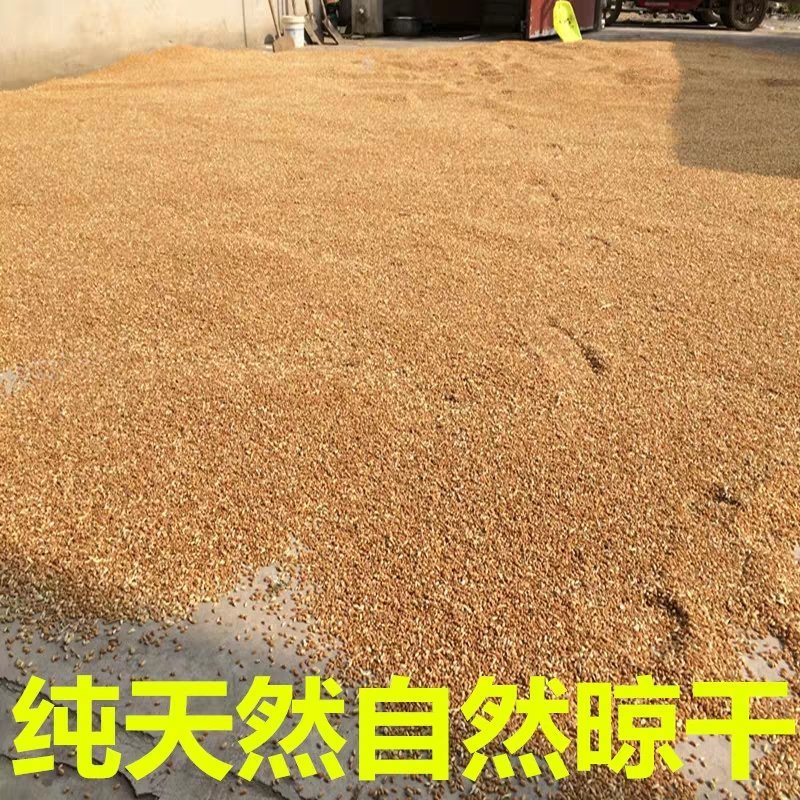 大量小麦出售玉米小麦