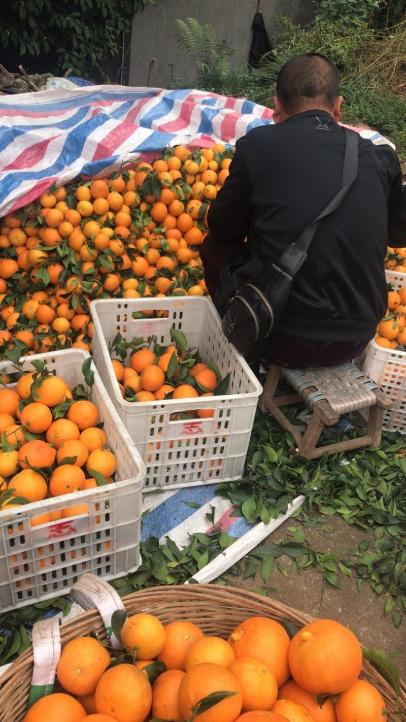 爱缘38果冻橙