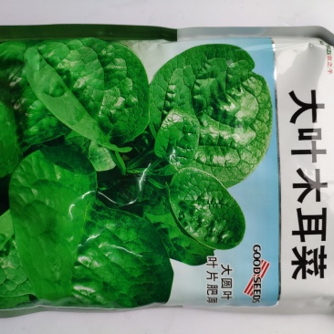 大叶木耳菜种籽高产耐寒耐抽苔木耳菜种500克