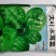 大叶木耳菜种籽高产耐寒耐抽苔木耳菜种500克