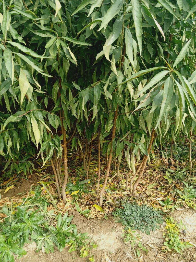 桃树苗
