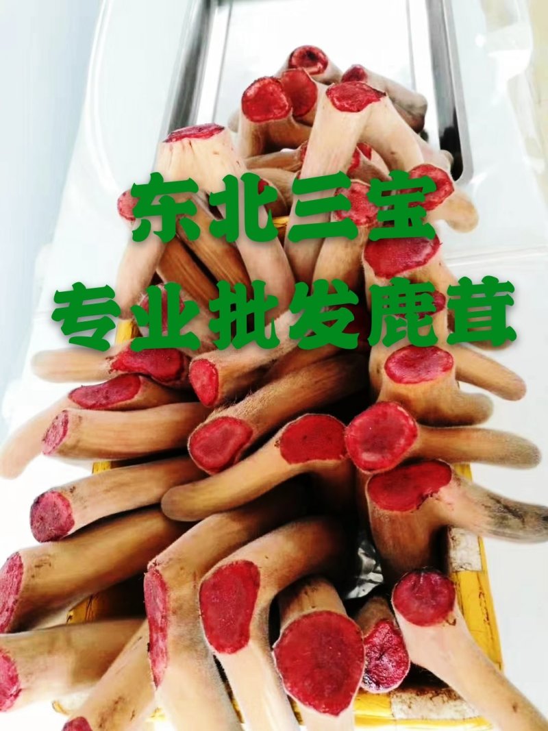 【源头好货】梅花鹿茸鲜鹿茸整只可切煲汤泡酒药材自营鹿场