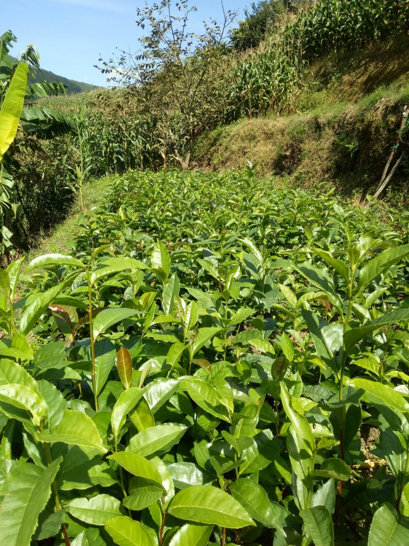 古树茶甜茶苗（大叶普洱茶）