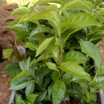 古树茶甜茶苗（大叶普洱茶）