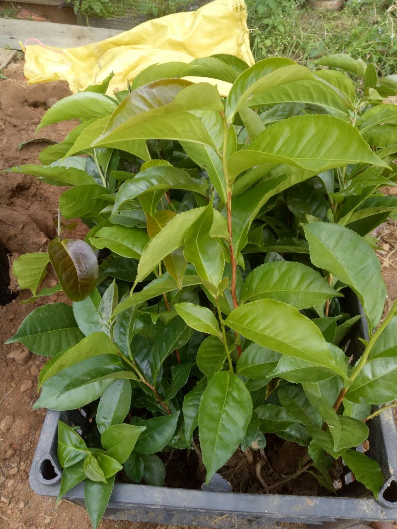古树茶甜茶苗（大叶普洱茶）