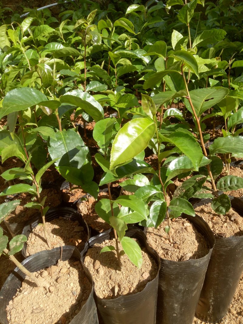 古树茶甜茶苗（大叶普洱茶）