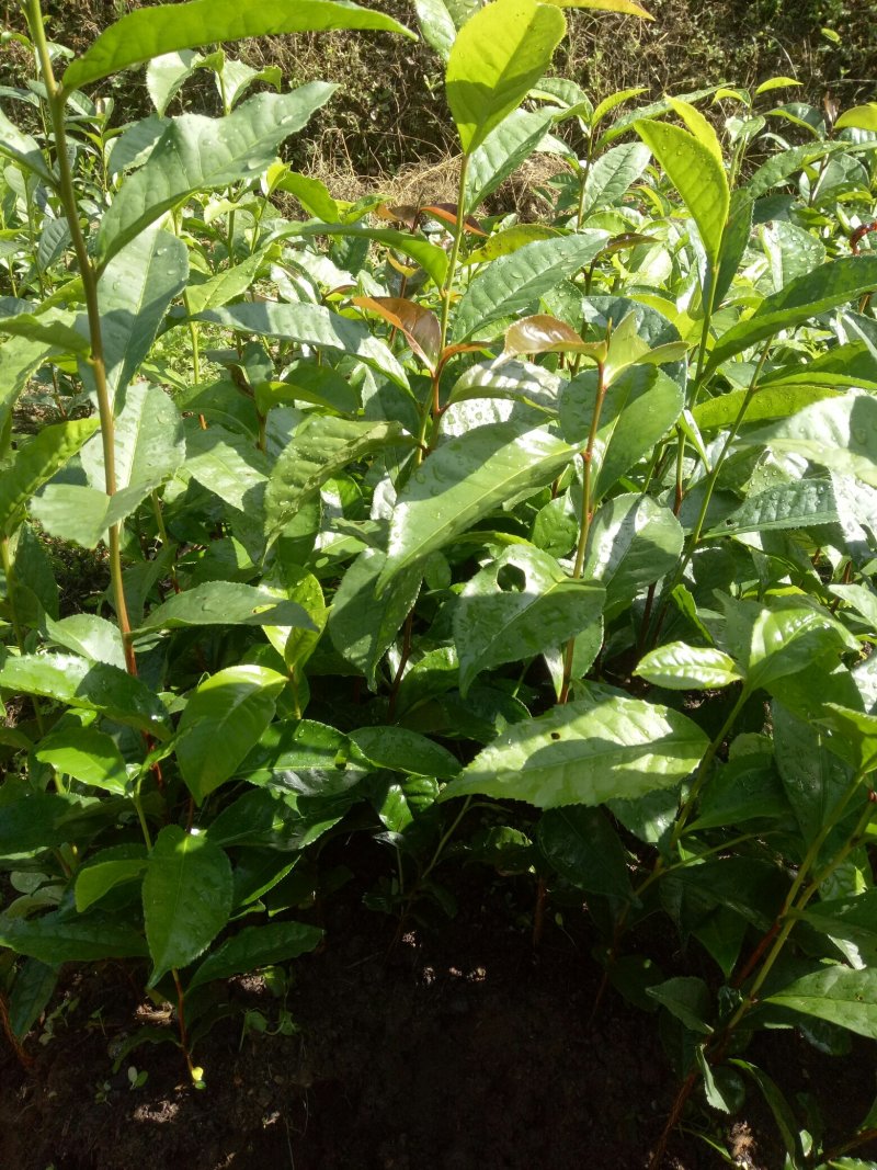 古树茶甜茶苗（大叶普洱茶）