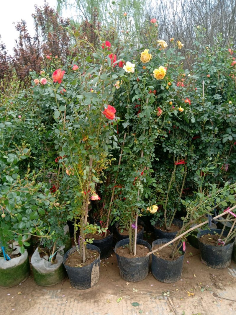 【基地发货】藤本月季1米高庭院爬藤高手花色多规格齐全量大价低