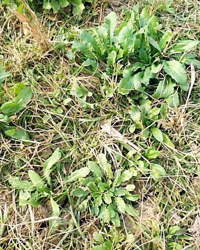 荠菜