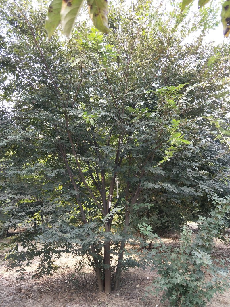 丛生榉树苗圃现货供应:丛生榉树！