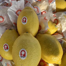 南非柠檬锁匙扣柠檬进口水果广州江南直发