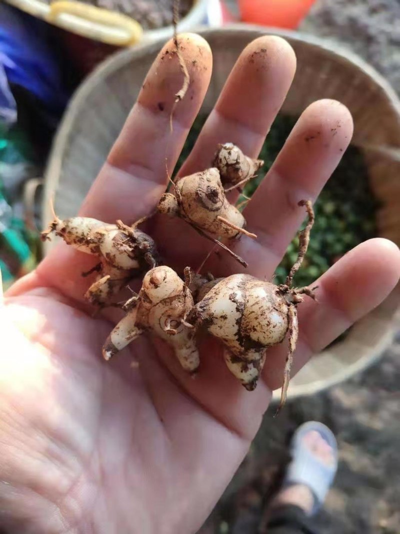 紫花小白芨，去须小白及，无黑块茎，一手货源，可全国发货