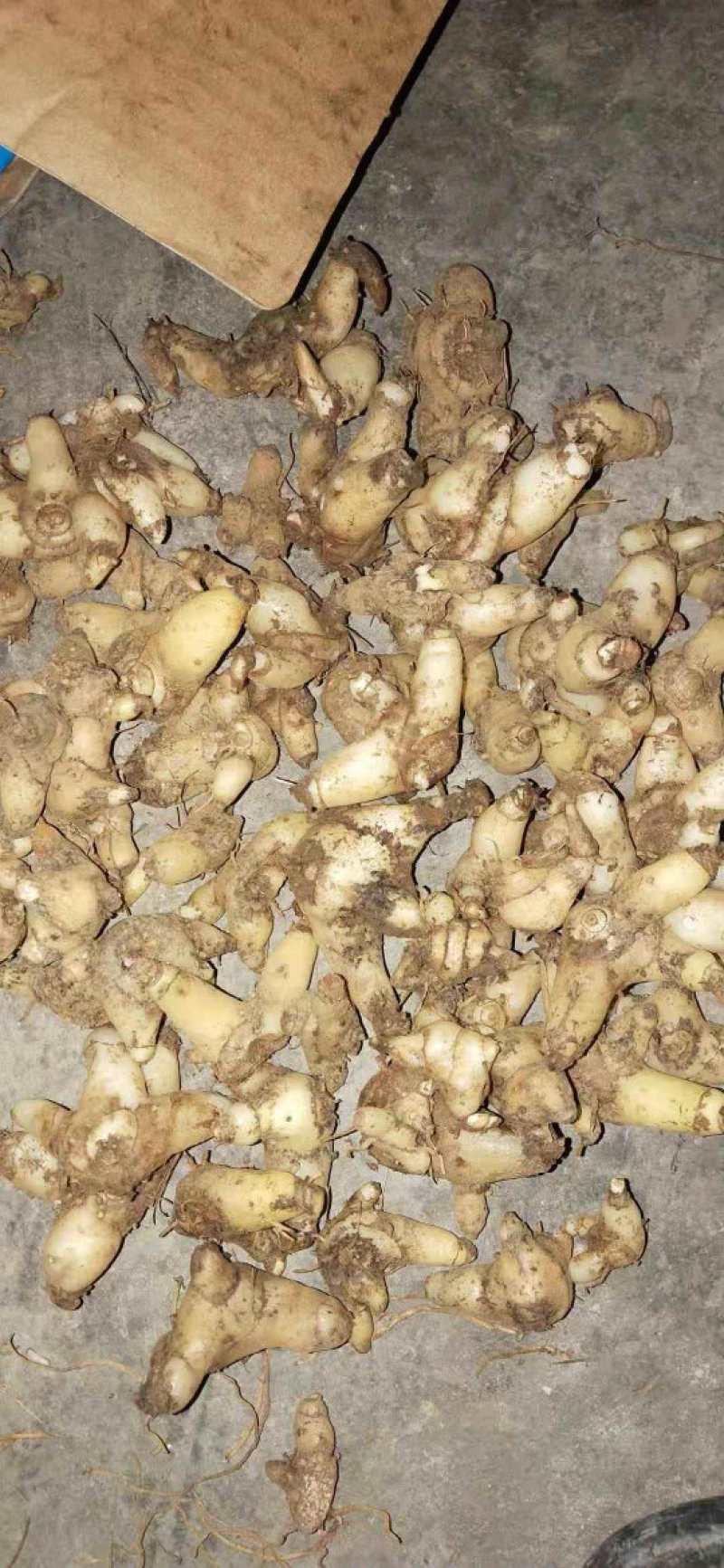 紫花小白芨，去须小白及，无黑块茎，一手货源，可全国发货