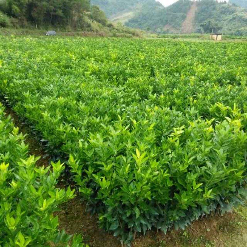 芦柑苗永春芦柑苗基地直销现挖现卖芦柑果甜极易剥皮