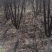 百花花楸吉林白山产地直销量大从优、一件代发