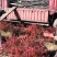 百花花楸吉林白山产地直销量大从优、一件代发
