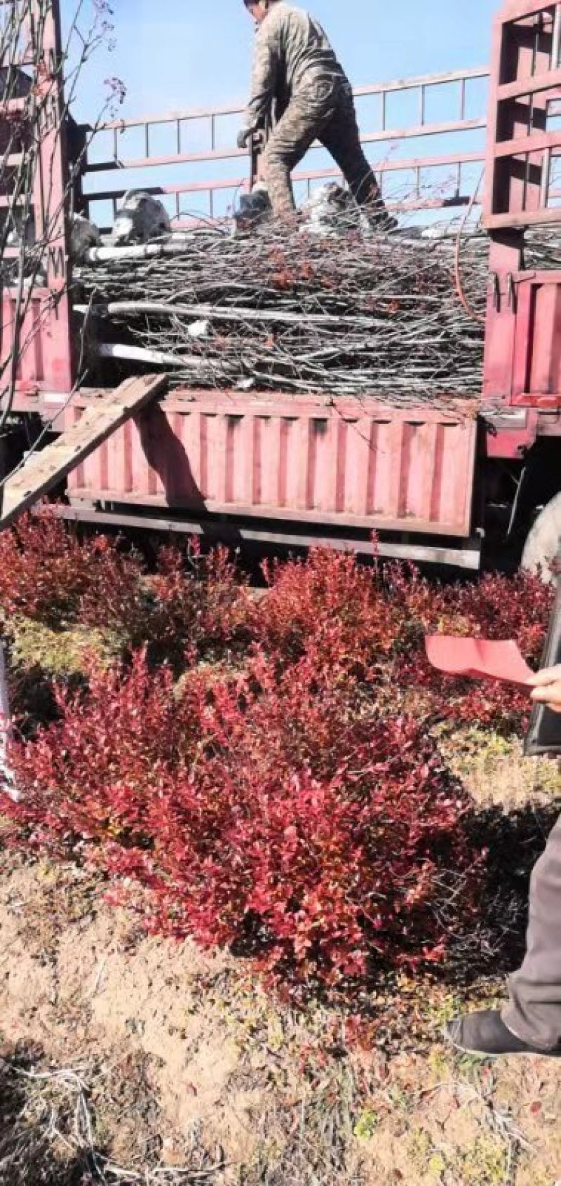百花花楸吉林白山产地直销量大从优、一件代发