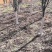 百花花楸吉林白山产地直销量大从优、一件代发