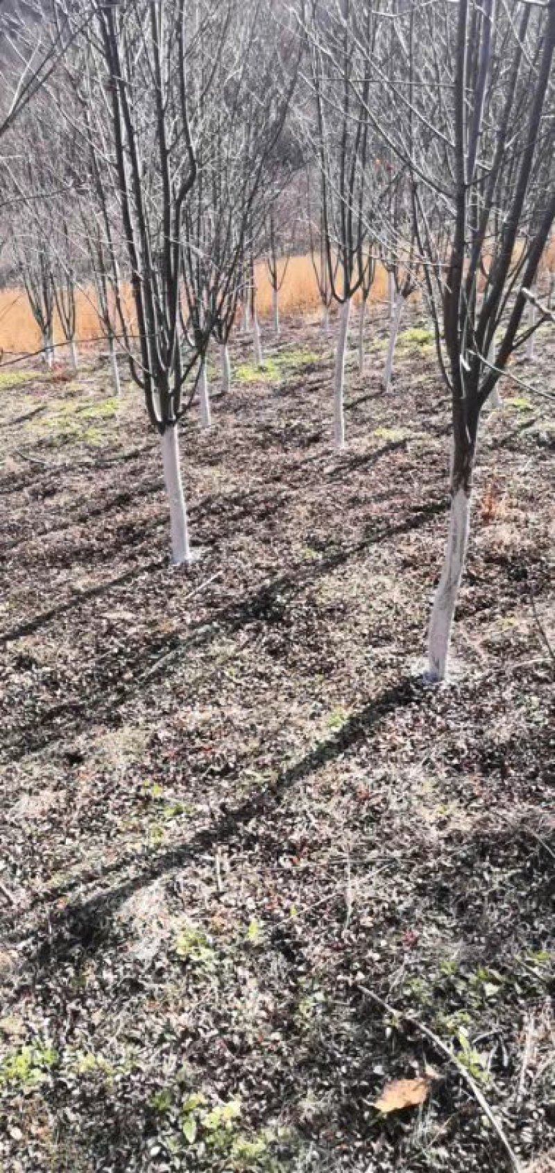 百花花楸吉林白山产地直销量大从优、一件代发
