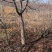 百花花楸吉林白山产地直销量大从优、一件代发