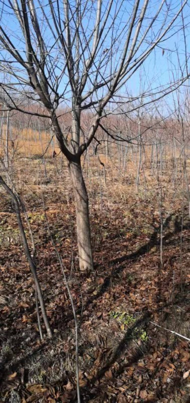 百花花楸吉林白山产地直销量大从优、一件代发